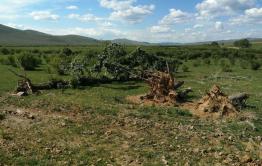 Поваленный несколько лет назад тополь в Акшинском районе пустил корни и расцвел (видео)