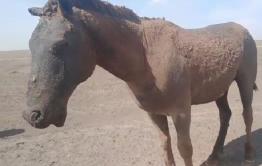 Видеофакт: Едва уцелевший в пожаре конь