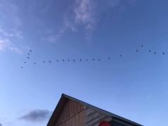 Лебеди возвращаются. Забайкалье, 6.05.2021. Фото Ц.Доржинимаева.