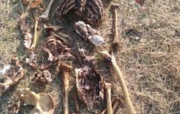 Человеческий скелет нашли в бочке с водой в Краснокаменске