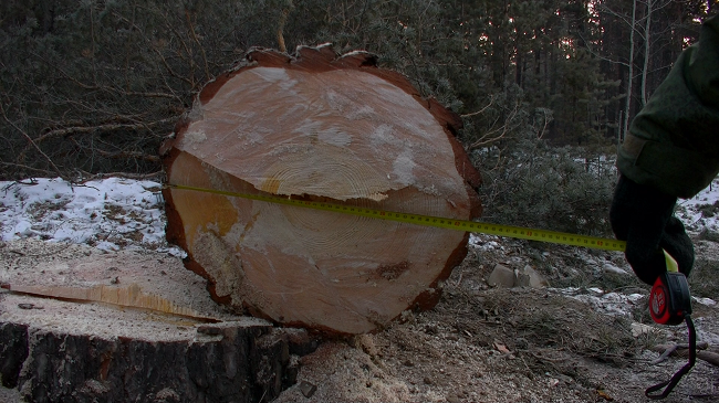 Уголовное дело о незаконной вырубке деревьев с ущербом на 19 млн рублей направлено в суд в Забайкалье 