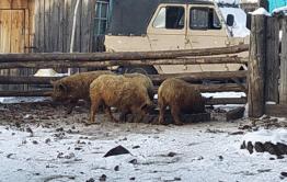 Более тысячи свиней уничтожат в Красночикойском районе из-за вспышки африканской чумы