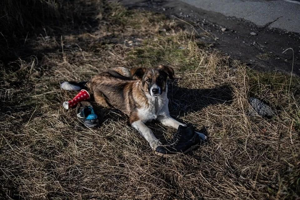 Забайкальская прокуратура организовала проверку по факту нападения собаки на 4-летнего ребенка