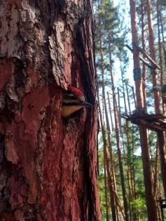 Вот такого красавчика дятла нашли в забайкальском лесу. 30 июня