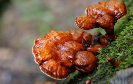 В Забайкалье предотвращена добыча краснокнижного гриба в промышленных объемах