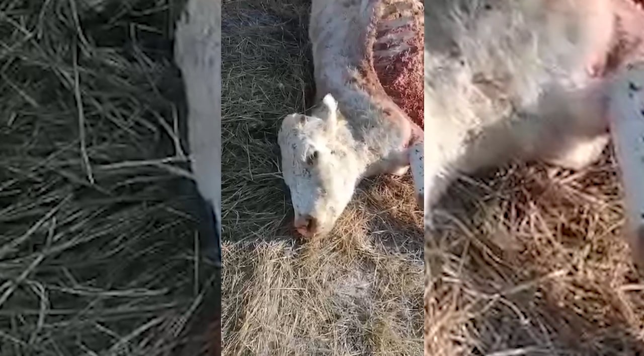 Волки лютуют в забайкальских степях (видео)