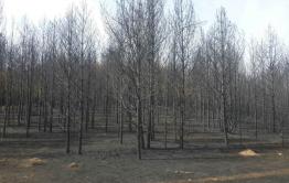 Лес погорел в Красночикойском районе