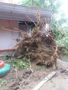 Возле детского сада №59 по улице Малой ураган повалил и вырвал с корнем деревья. 1 июля 2022 год.
