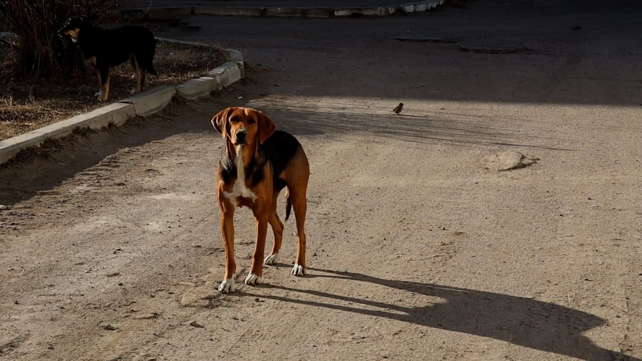 В Забайкалье отловили почти 800 собак. Большая часть из них была в Чите.
