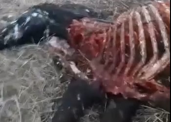 У кого нет коня: у животновода из Шилкинского района вновь убили лошадь