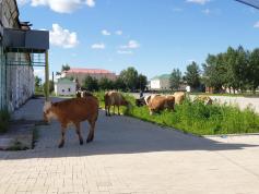 Коровы гуляют в центре города Нерчинска. 4 июля
