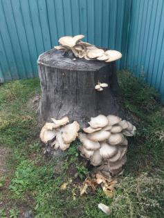Вот такой пенёк с грибами. Предположительно, это грибы вешенки. Село Акша Акшинский район. 8 сентября.