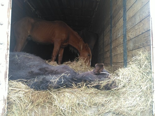 Табун угнанных лошадей обнаружен в Улетовском районе