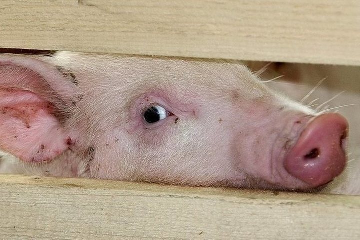 Ветслужба: африканская свиная чума может попасть в Забайкалье из Приморья