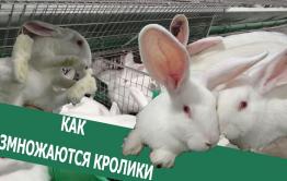 Вечорка ТВ: Как размножаются кролики 