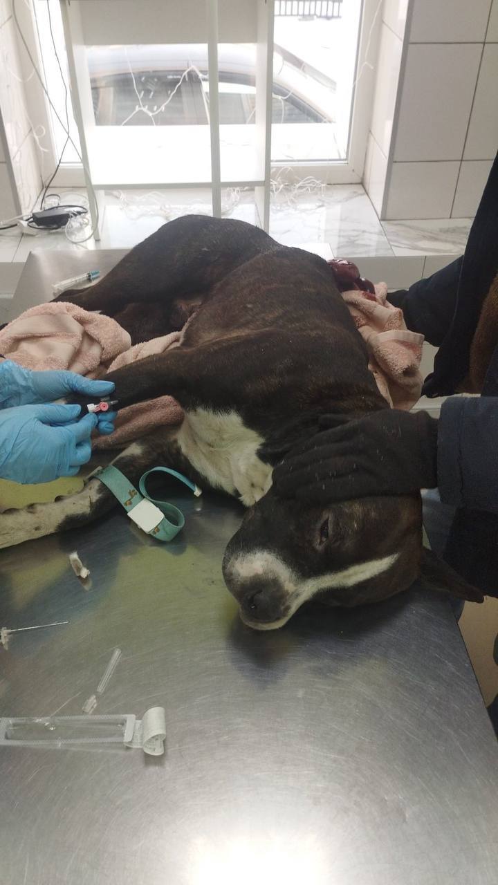 Собаку ранили ножом в подъезде дома в Песчанке