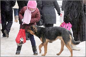 За месяц до гибели мальчика на Балейской собаки отгрызли ухо еще одному школьнику