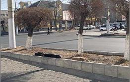 Бродячие псы осаждают центр Читы