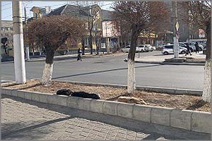 Бродячие псы осаждают центр Читы
