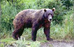 К дачному кооперативу под Читой вышел медведь