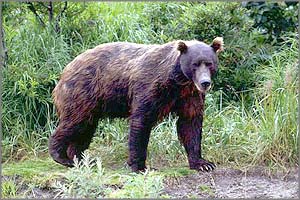 К дачному кооперативу под Читой вышел медведь