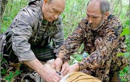 Тигр Путина пришёл в Забайкалье?