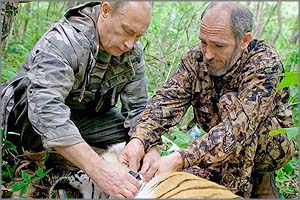Тигр Путина пришёл в Забайкалье?