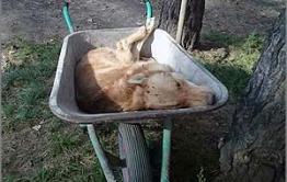 Ильковский убил Рыжика