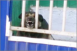 Забайкальское село оккупировали агрессивные псы