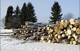 Семья в Бургени заняла оборону и препятствует полиции, которая намерена изъять у них древесину