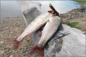 Росрыболовство запретило рыбалку в Забайкалье