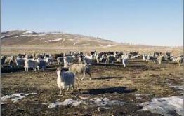 Забайкальские животноводы — лучшие в Дальневосточном регионе