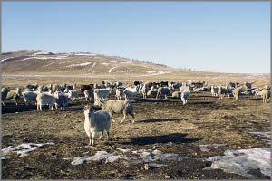 Забайкальские животноводы — лучшие в Дальневосточном регионе