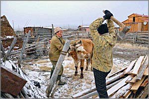 В Забайкальском крае за 2 недели произошло 15 убийств