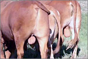 В Забайкалье барсук оторвал яйца племенному быку