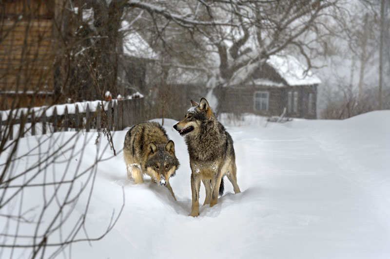 Волки в забайкальском селе Малый Тоной угрожают школьникам