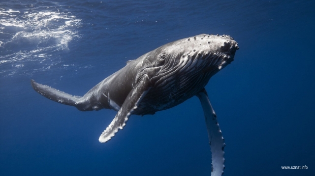 Новые слухи про «Синего кита» поползли по Чите
