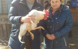 Живой петух от «Вечорки» приехал к победительнице из Хилка
