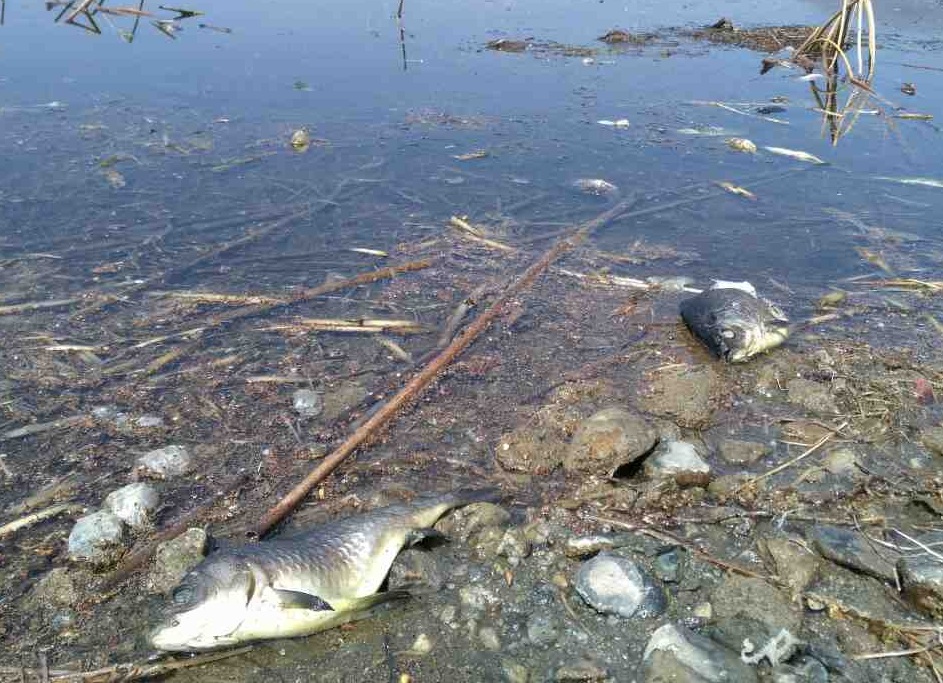Карась, запущенный в озеро Шивичи под Кырой, массово гибнет