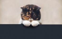 Редакция «Вечорки» извиняется за неработавший сайт