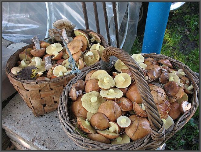 «По грибы и ягоды»: в Краснокаменске ведерко маслят ушло за 1 000 рублей