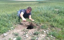 День сурка: Предстоящая зима в Забайкалье будет лютой (фото, видео ловушка)