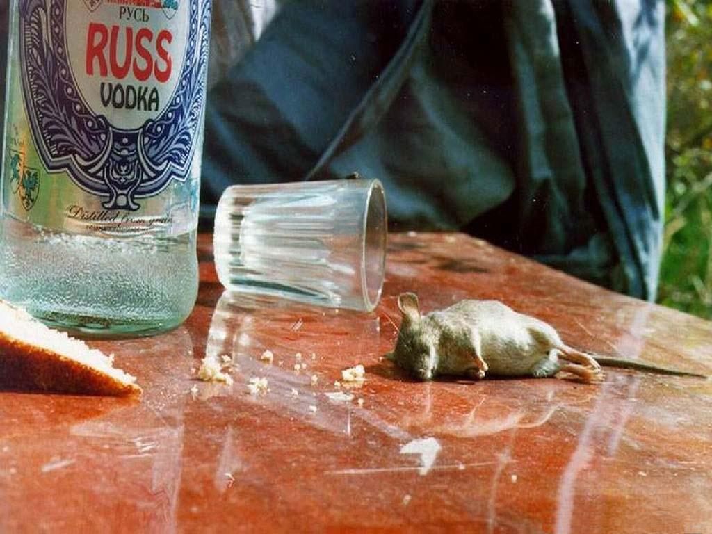 Полиция Читы изъяла более 3 тыс. литров водки с признаками подделки в магазине в центре Читы.