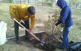 «Вечорка» приняла участие в озеленении площади Декабристов в Чите