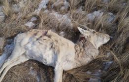 В Забайкальском районе гибнут дзерены