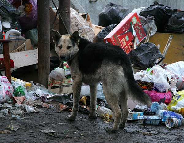 Бродячая собака напала на первоклашку на окраине Читы