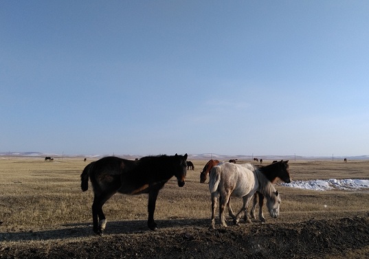 Четыре фуры, незаконно вывозившие коней в Казахстан, задержали в Забайкалье