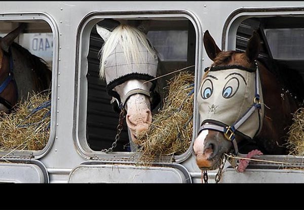 140 голов коней незаконно везут по Забайкалью в фурах с казахстанскими номерами