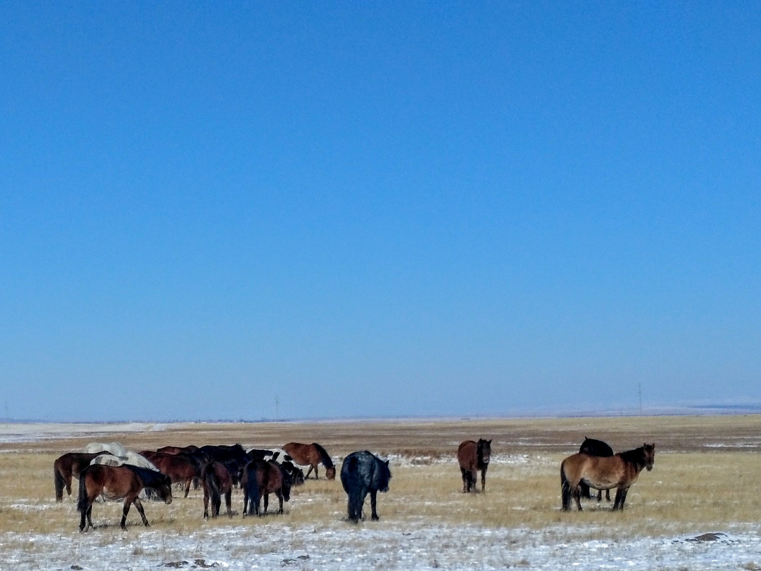 Предположительно украденных у забайкальцев коней везут в Казахстан на 4 фурах
