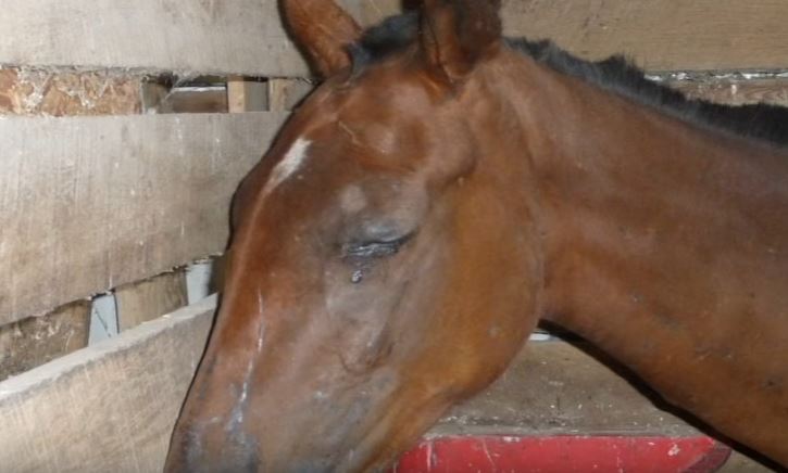 Лошади, которых пытались угнать в Казахстан, двое суток закрыты в машинах голодными